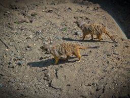 VÝLET ZOO WROCLAW 17.5.2017
