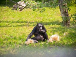 VÝLET ZOO WROCLAW 17.5.2017