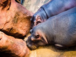 VÝLET ZOO WROCLAW 17.5.2017