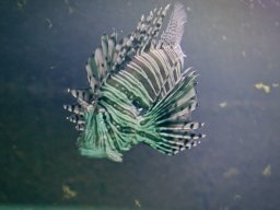 VÝLET ZOO WROCLAW 17.5.2017